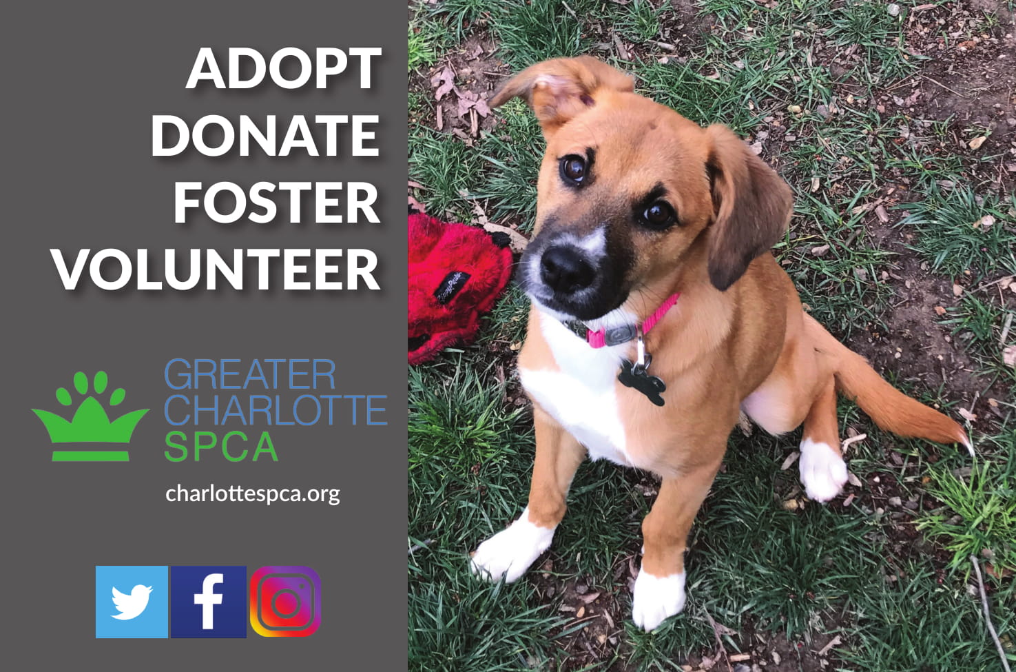 Greater Charlotte Spca