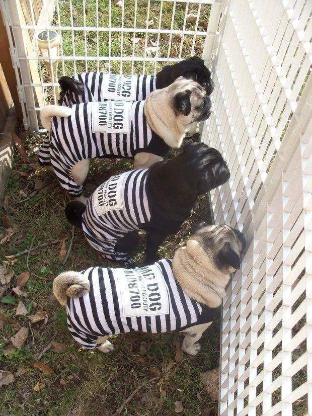 Get Out Of The Pound!
