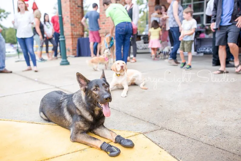 Pizza Fur a Paws - Making Dough for Animals in Need