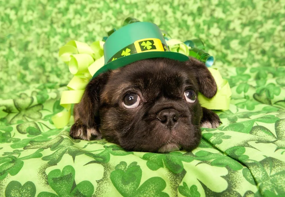 Luck O' The Pups Rescue Palooza