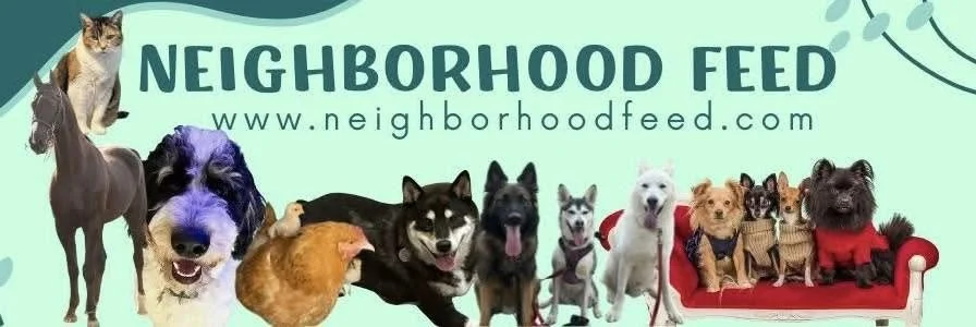 Neighborhood Feed