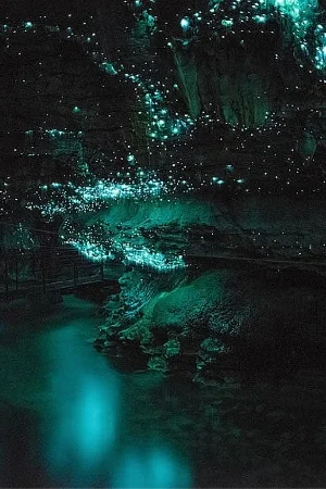 Glowworm Caves New Zealand, a must-do! A blog looking at a couples experience visiting Waitomo Caves in New Zealand.