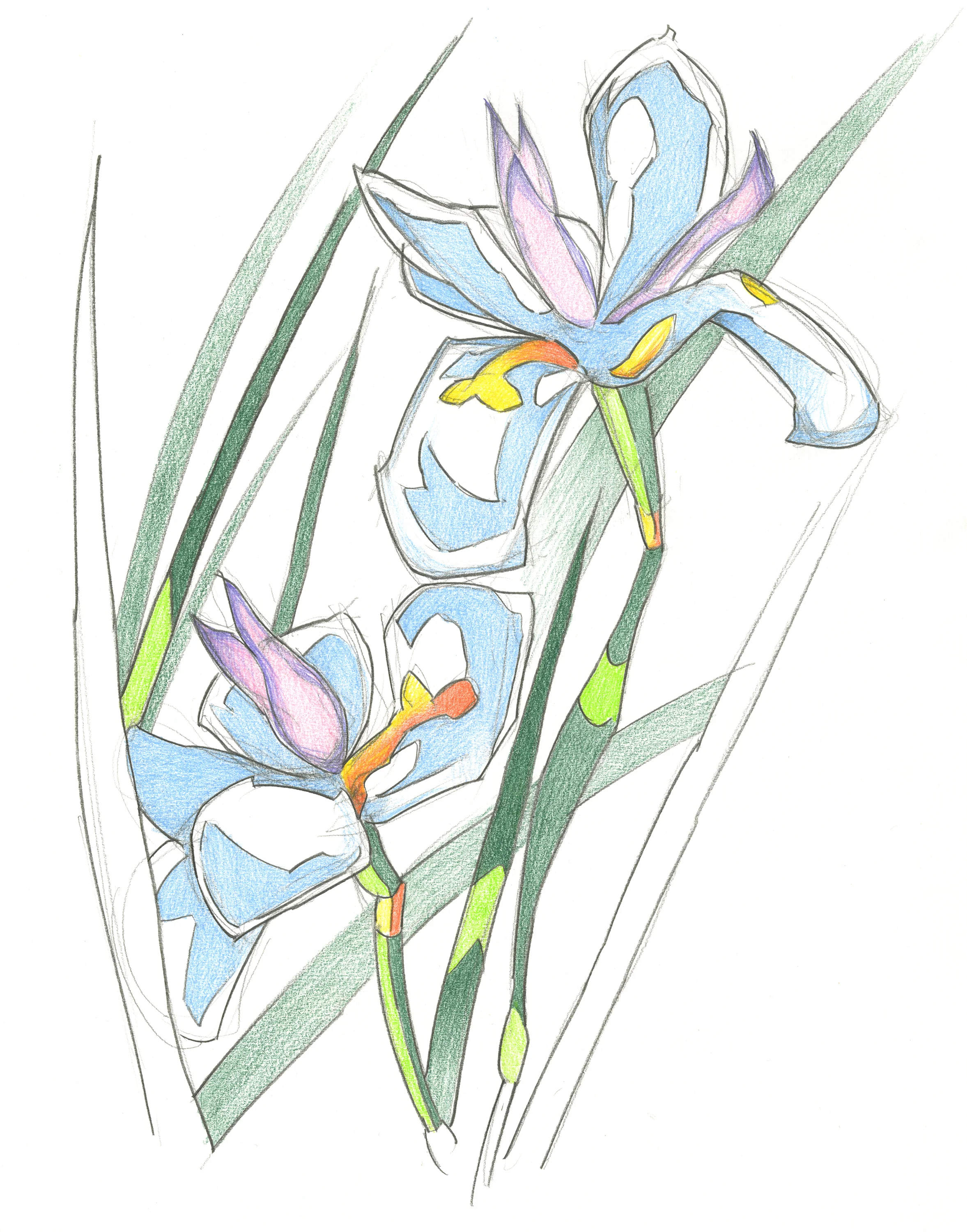 iris.jpg