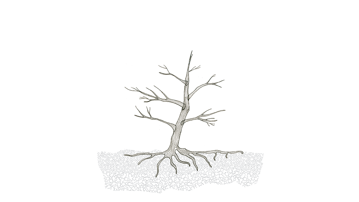 ADV9341_Olivetree_Liongson.gif