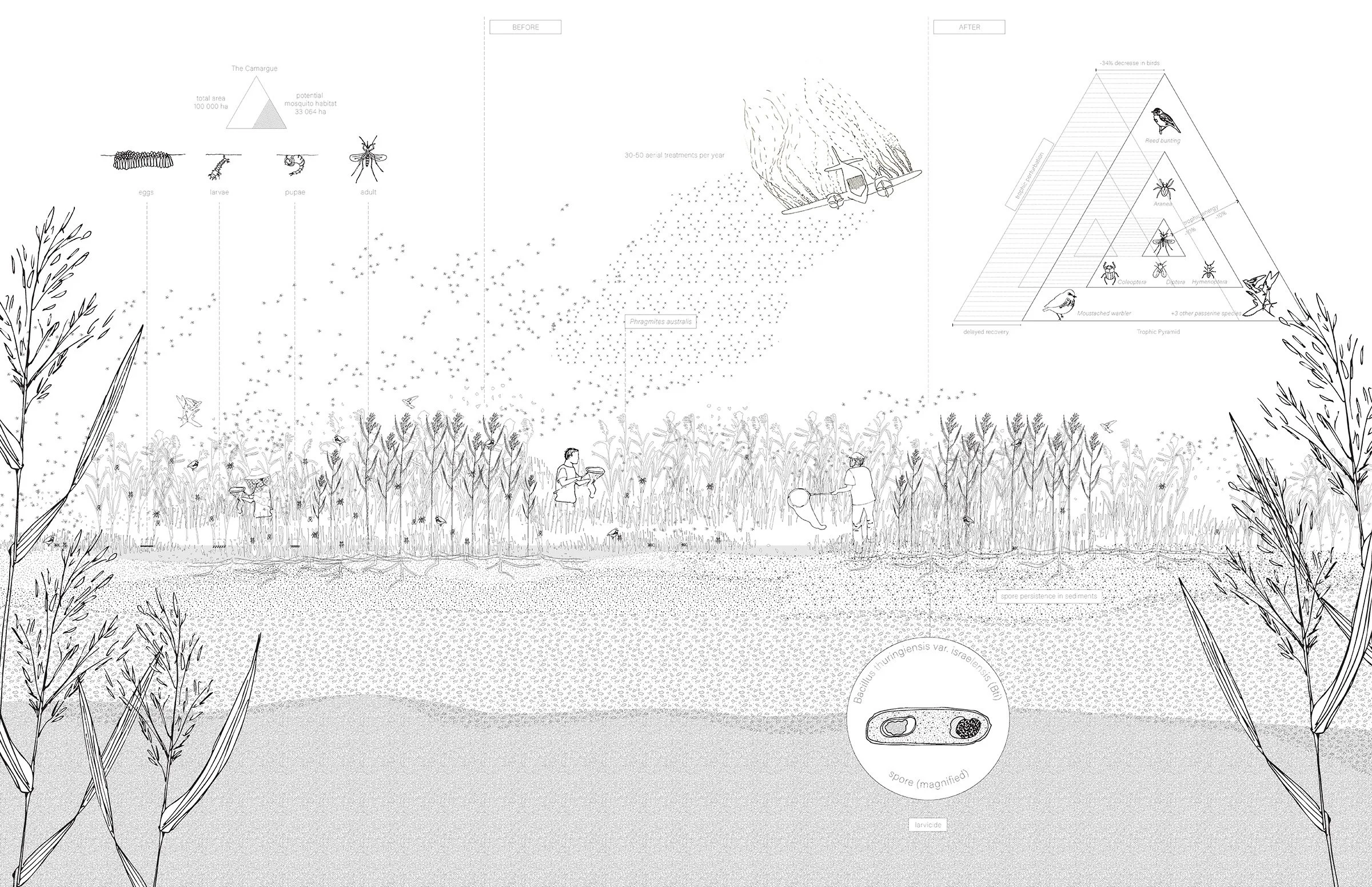 A translation of a scientific article into a single graphic composition