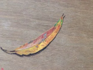 gum leaf 9.jpg