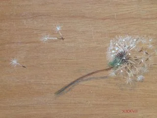 dandelion 24.jpg