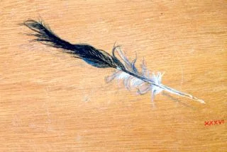 feather 39.jpg