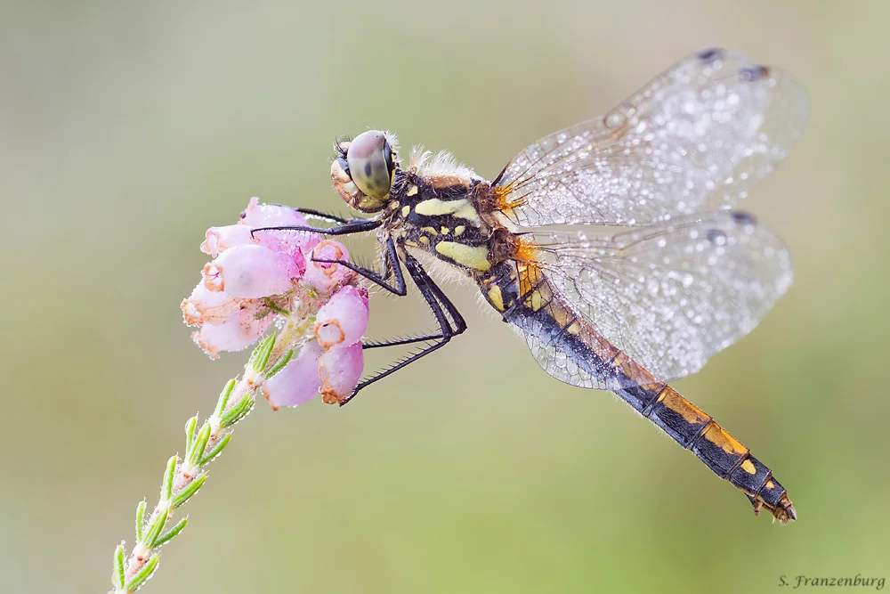 Sympetrum danae