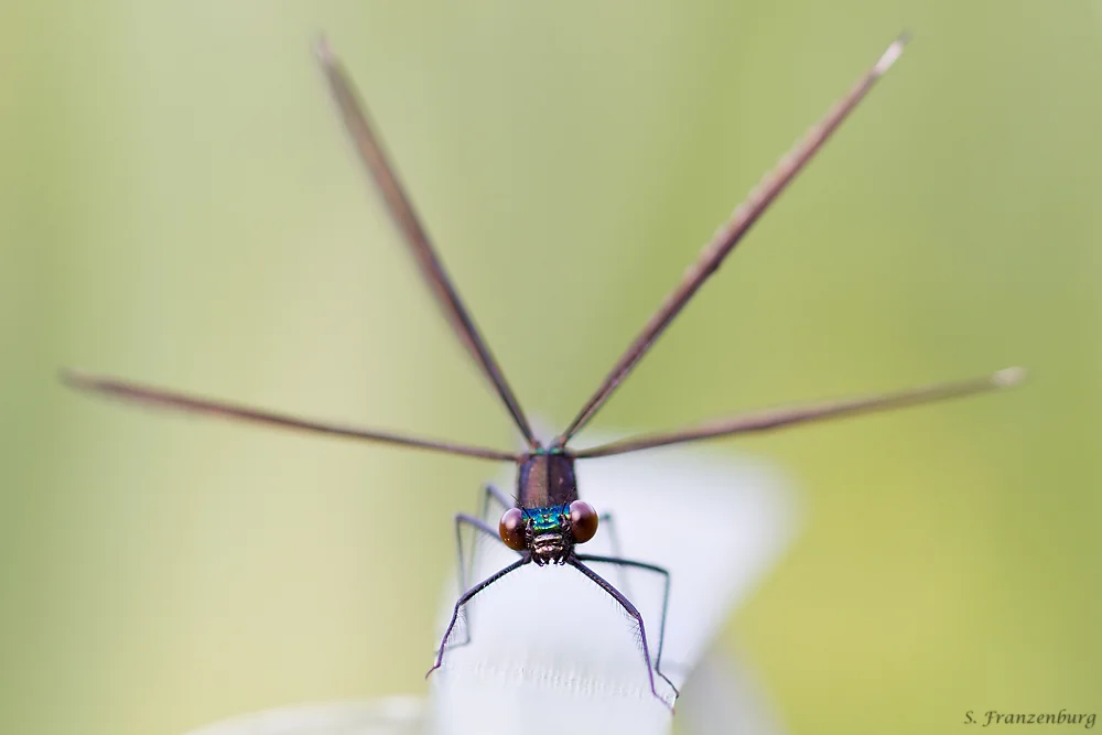 Calopteryx maculata