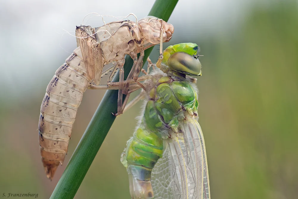 Anax imperator