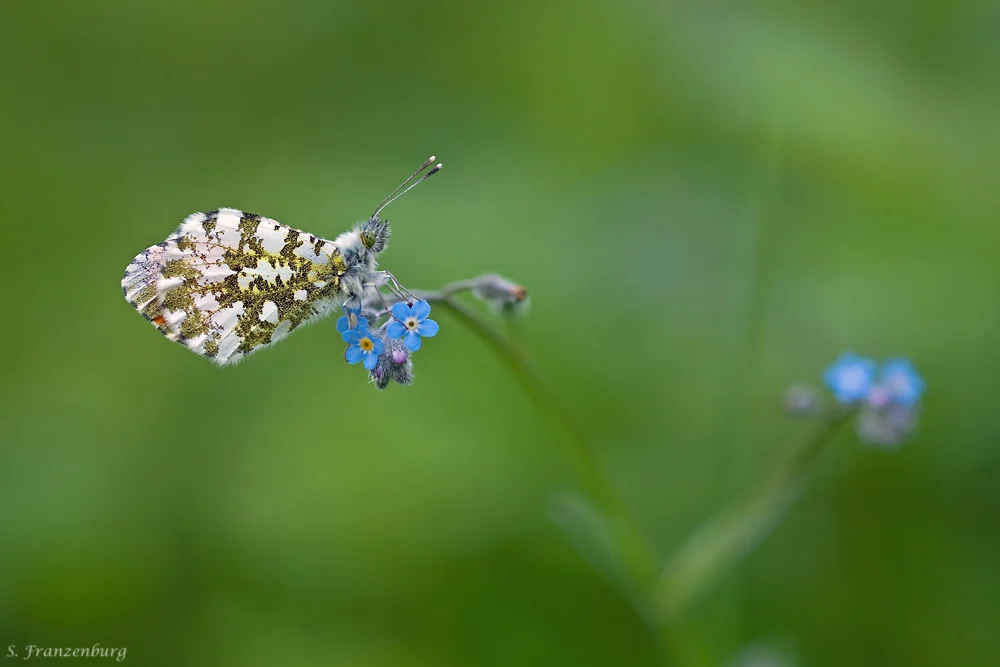 Anthocharis cardamines