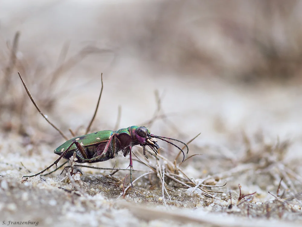 Cicindela campestris