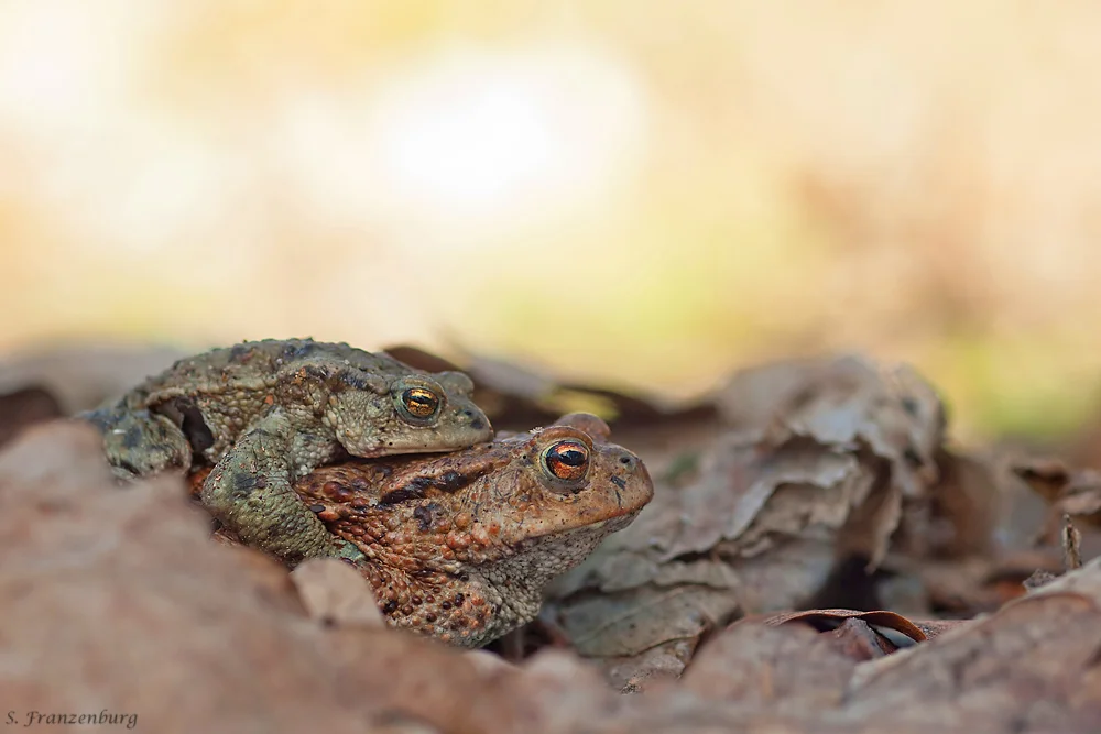 Bufo bufo