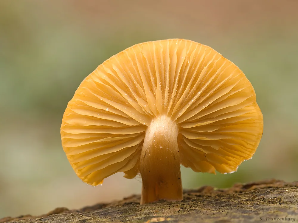 Mushroom_sun.jpg