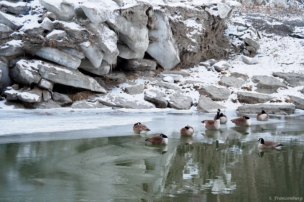Kanadagänse. Beachtet die enormen Eisschollen im Hintergrund.