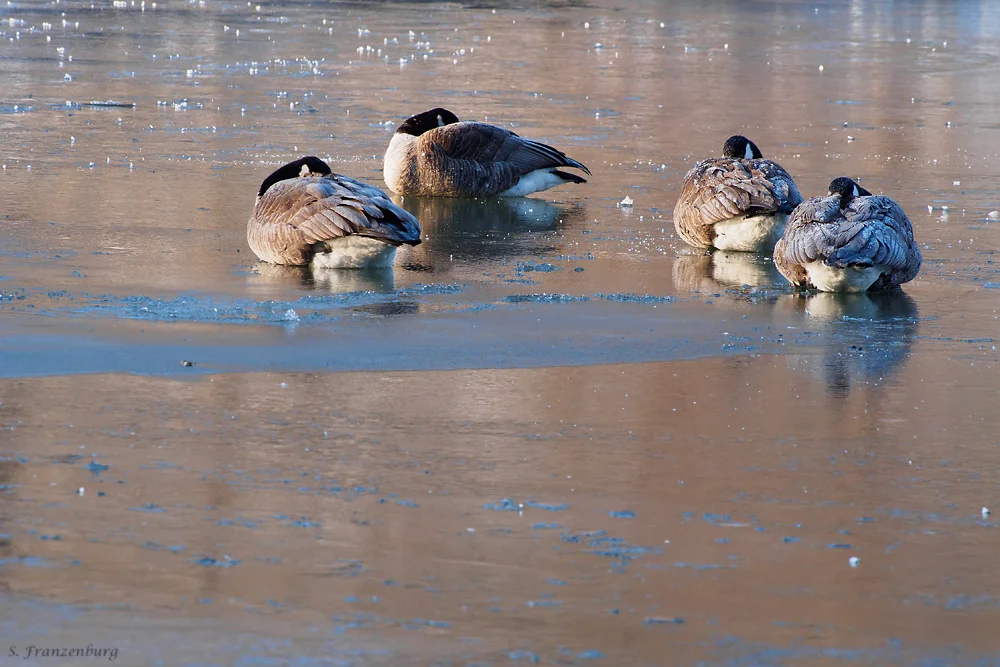 Freezing Canada Geese
