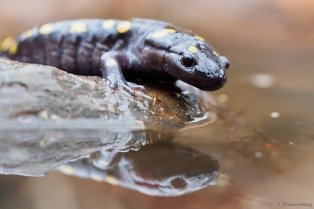 Gefleckter Salamander ( Ambystoma maculatum )