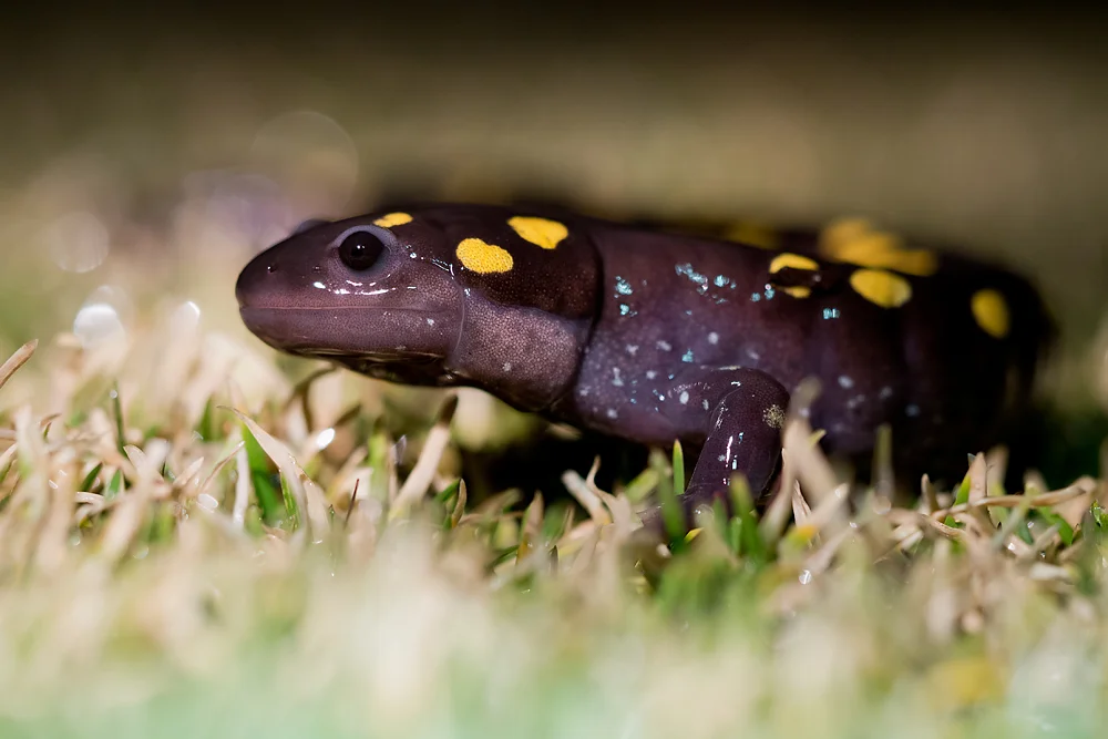 Spotted Salamander ( Ambystoma maculatum )