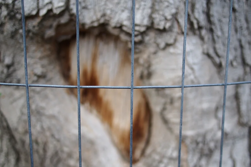 Verjährter Biberverbiss hinter Gittern