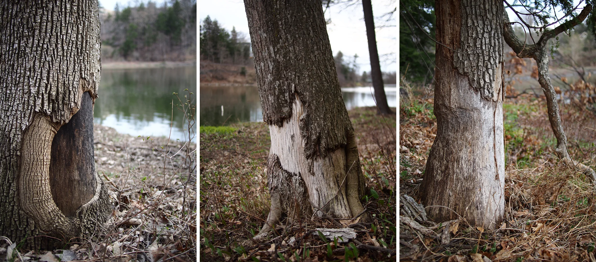 Years old Beaver damage