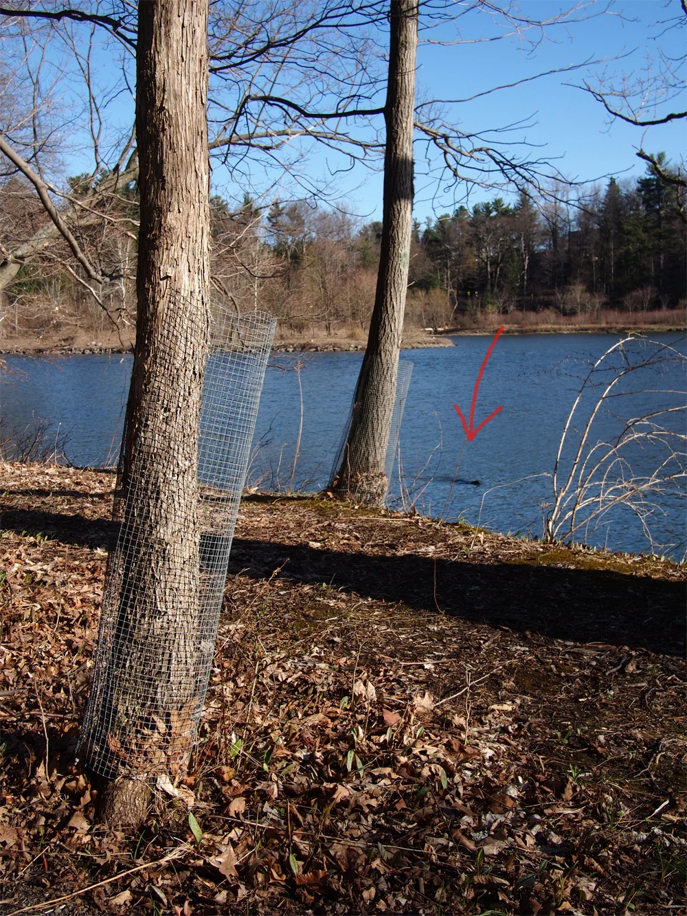 Tree protection. The red arrow marks a beaver swimming in the background.