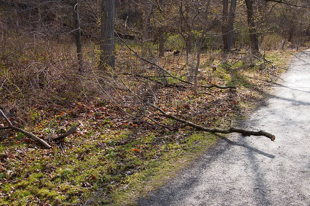 During the night, the beavers drag away the deposited branches
