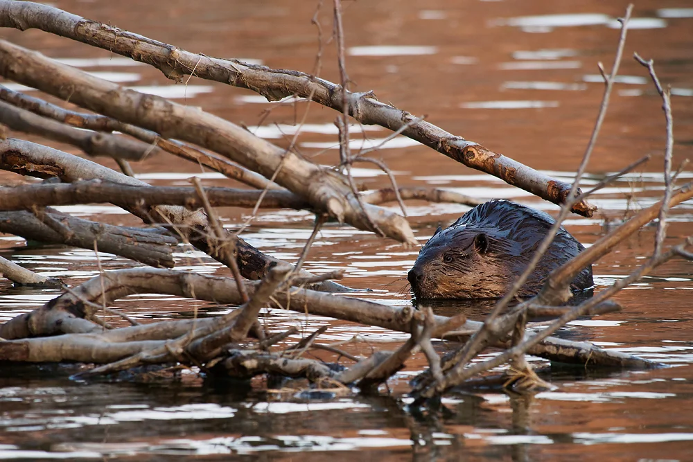 North American Beaver (Castor canadensis) in front of his lodge