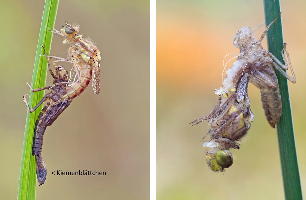 Libellenschlupf: Kleinlibelle links, Großlibelle rechts. Kleinlibellenlarven besitzen sichtbare Kiemenblättchen am Hinterleibsende, Großlibellen nicht. Kleinlibellen steigen meist nach oben aus ihrer Larvenhülle, Großlibellen verbringen die erste Trocknungsphase meist kopfüber.