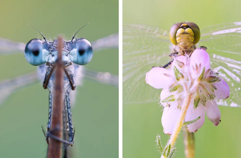 Unterschiedliche Kopfform. Während bei der Kleinlibelle (links) die Augen vollkommen voneinander getrennt sind, stoßen sie bei der Großlibelle (rechts) an der Kopfoberseite zusammen.