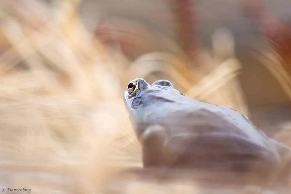 P4190176_Moorfrosch_ed_3zu2_klein.jpg