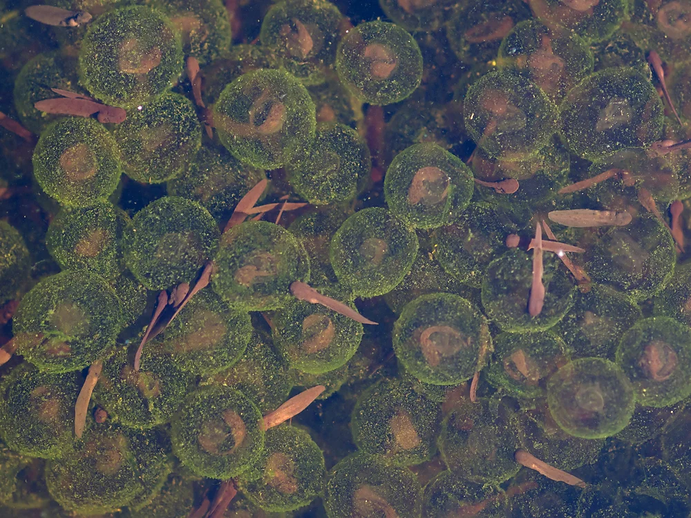 P5010269_Moorfrosch_Kaulquappen2_Beschnitt_klein.jpg