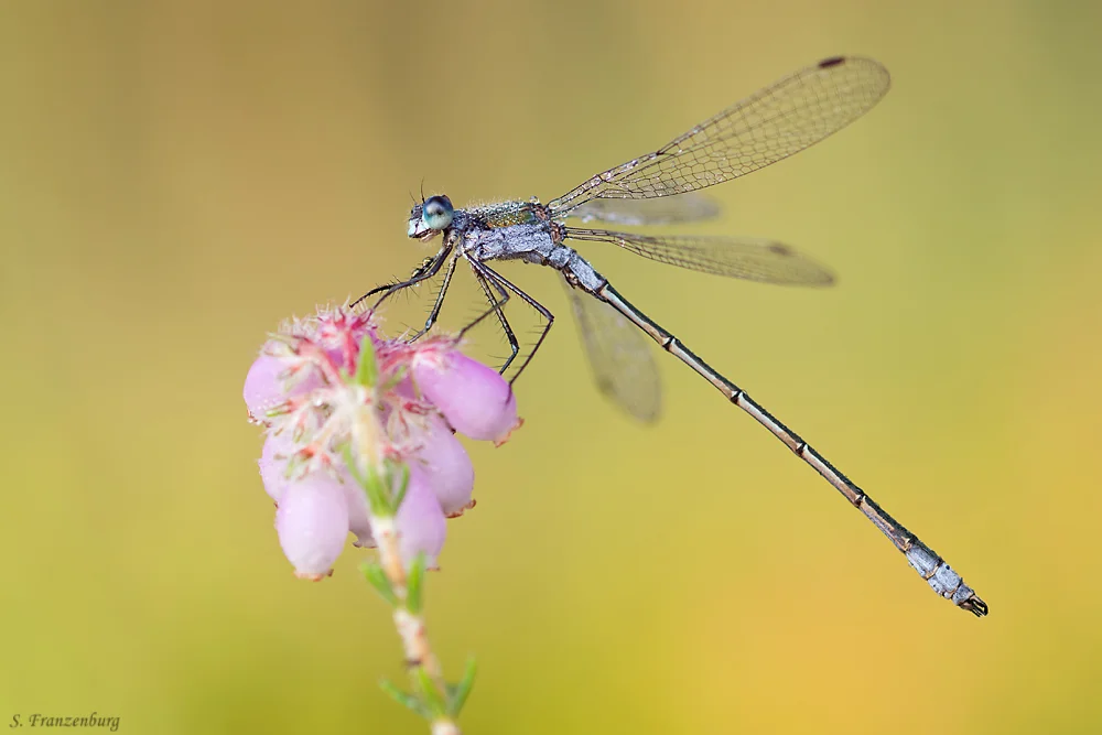 Lestes sponsa