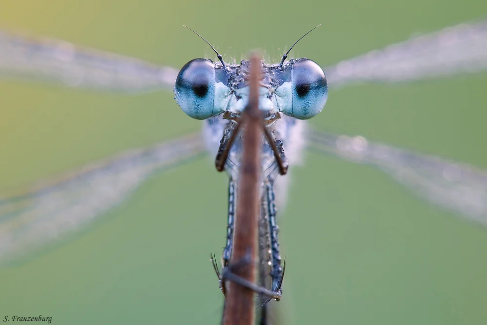 Lestes sponsa