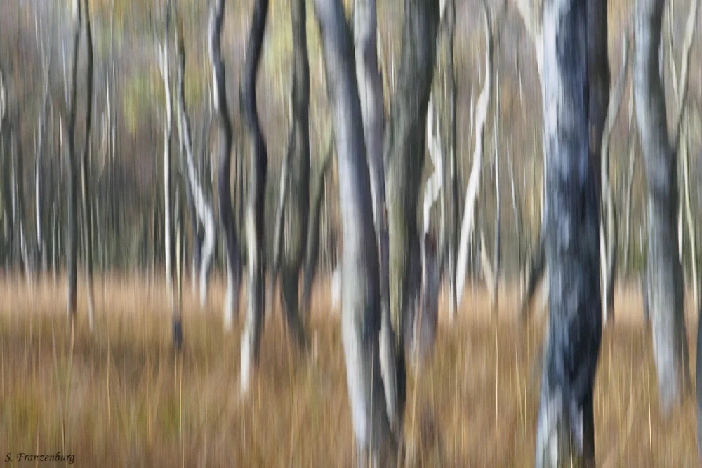 Moorbirken