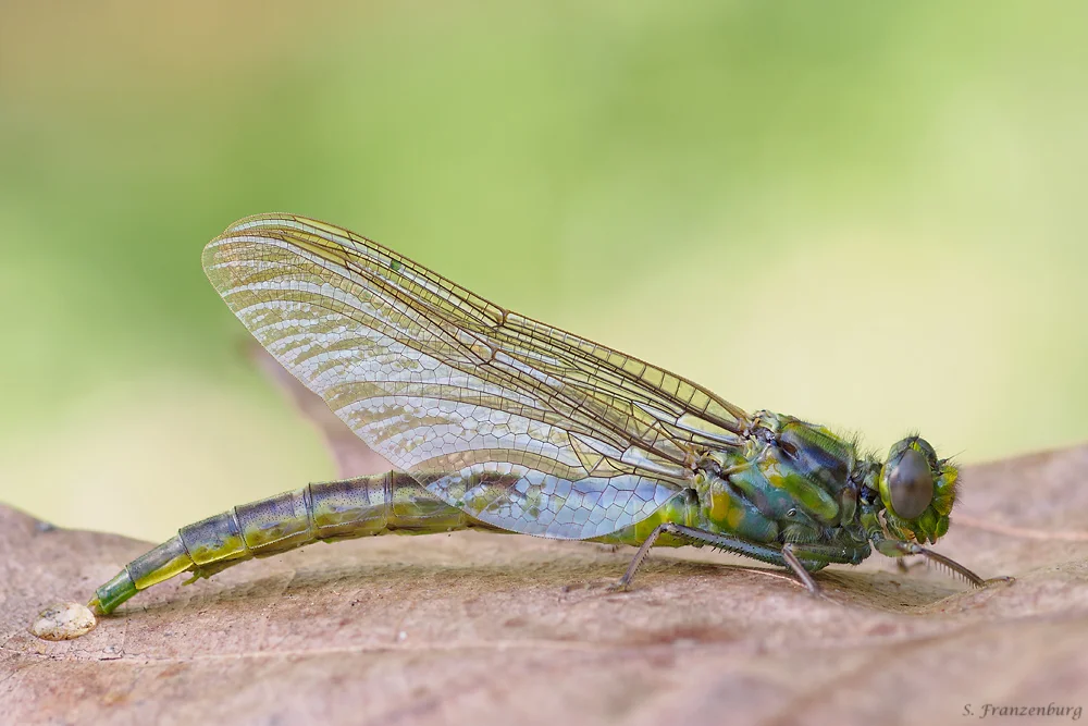 P5250342_Gomphus sp_Klein.jpg