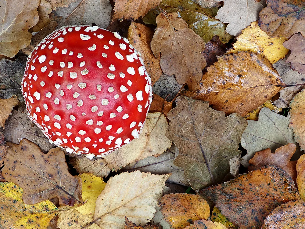 Fliegenpilz / Fly Agaric