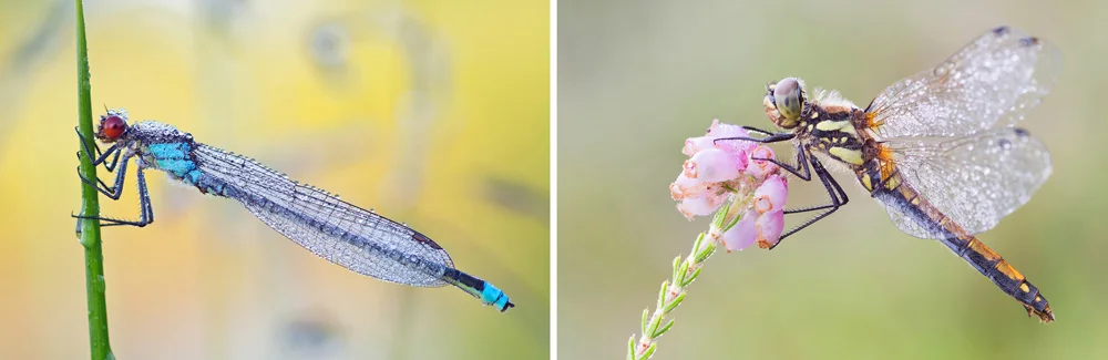 Left: Damselfly resting with folded wings. Right: Dragonfly resting with spread wings.
