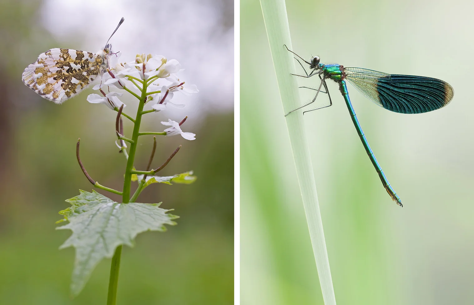 Left: Orange Tip Butterfly on its feeding plant, the garlic mustard. Right: Banded Demoiselle, found in the reed of a small stream.