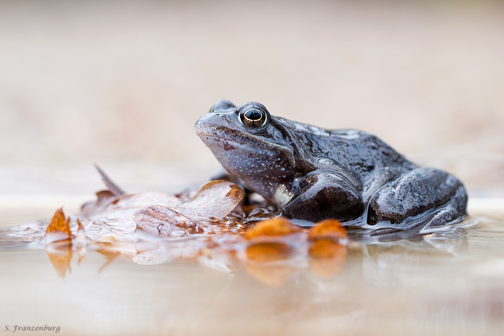 Amphibienwanderung 2016 — naturfokussiert
