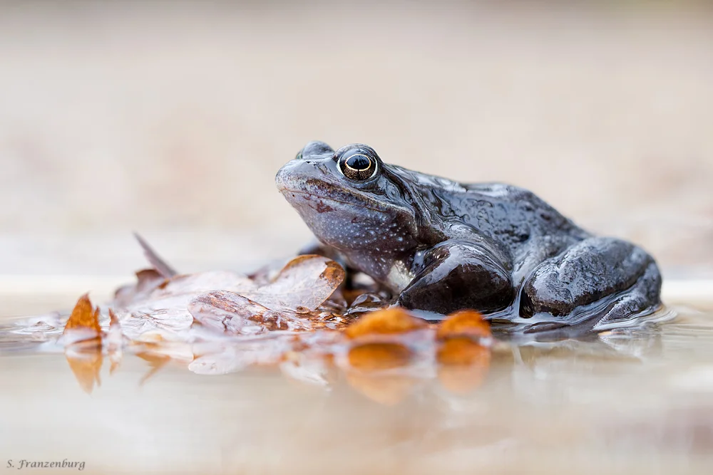 männlicher Grasfrosch (Rana temporaria) mit leichter Blaufärbung zur Laichzeit.