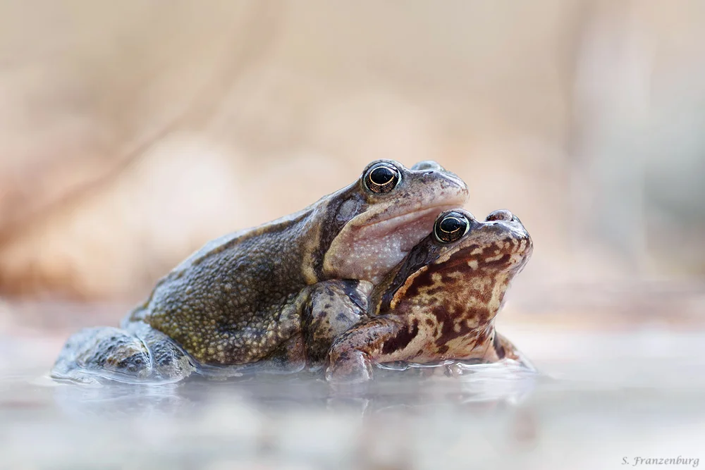 Grasfrosch-Paar im Amplexus
