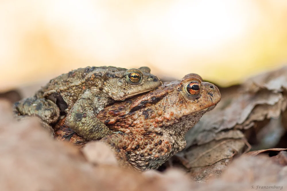 Erdkröten-Paar (Bufo bufo) im Amplexus auf dem Weg zum Laichgewässer