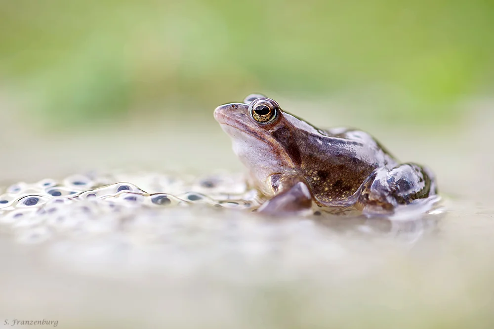 Moorfrosch (Rana arvalis) mit Laich