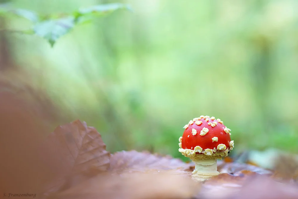 Fliegenpilz / Fly Agaric