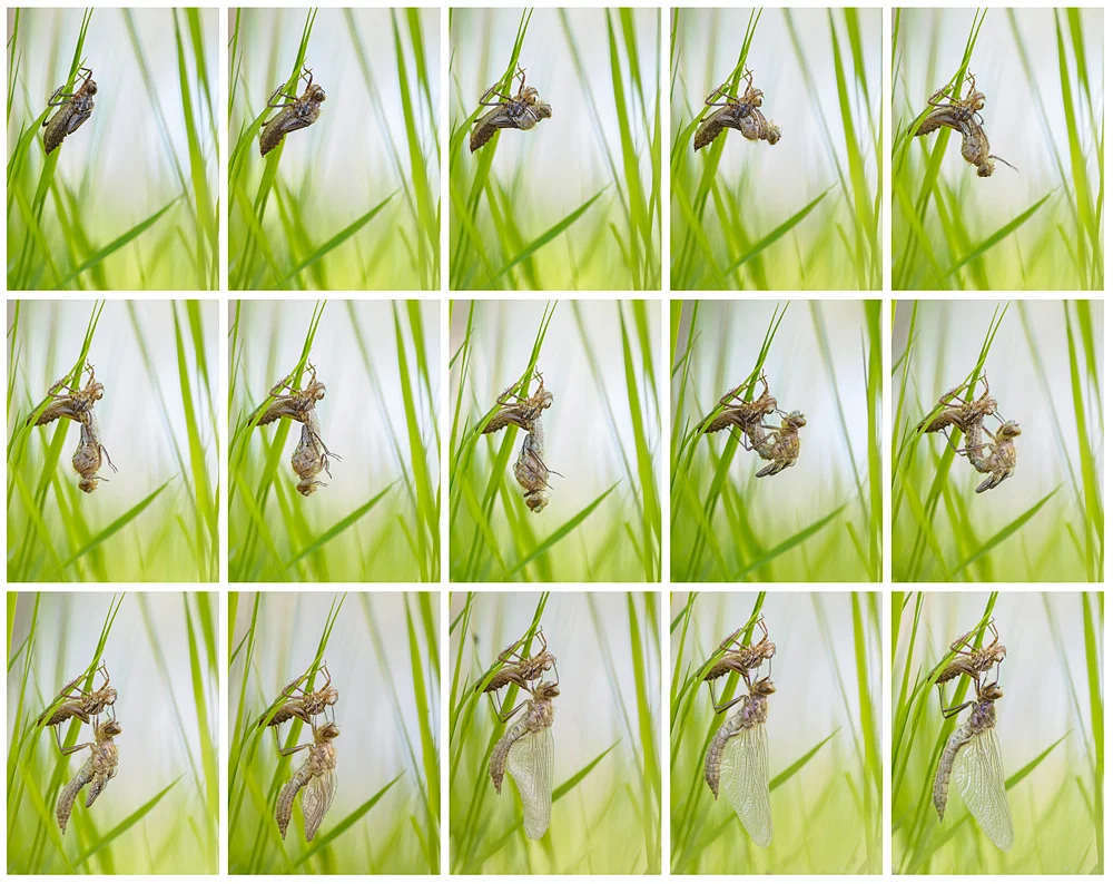 Collage des gesamten Vorgangs