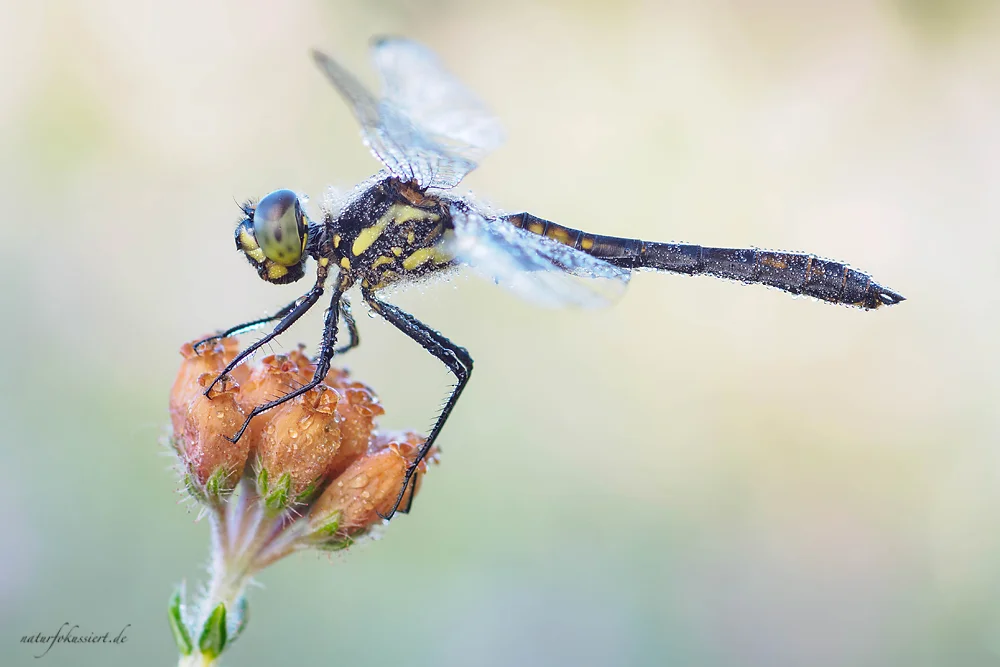 Schwarze Heidelibelle (Sympetrum danae), älteres Männchen