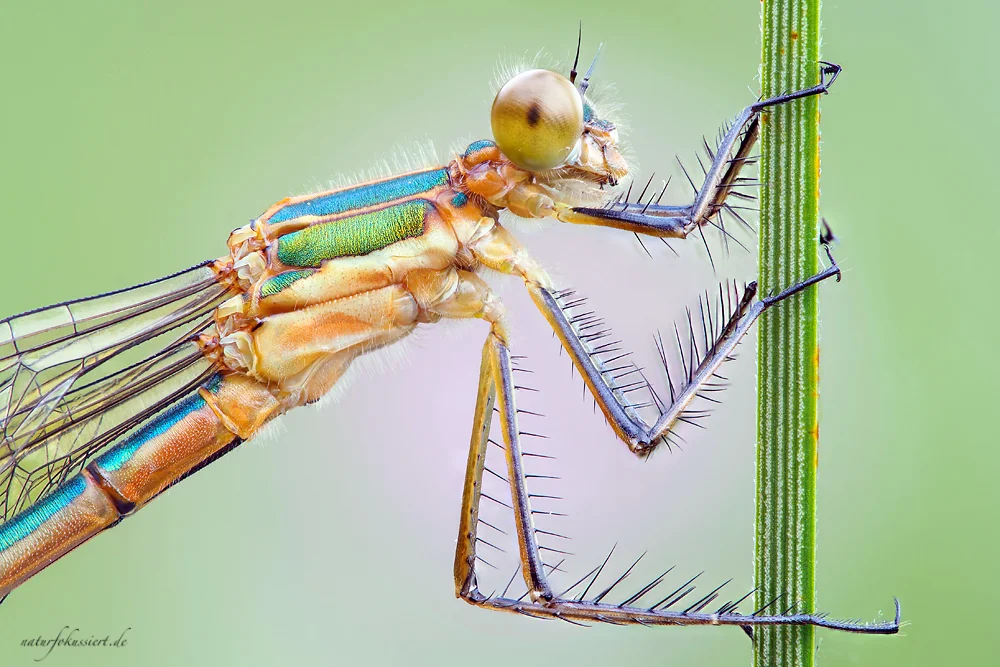 Lestes sponsa