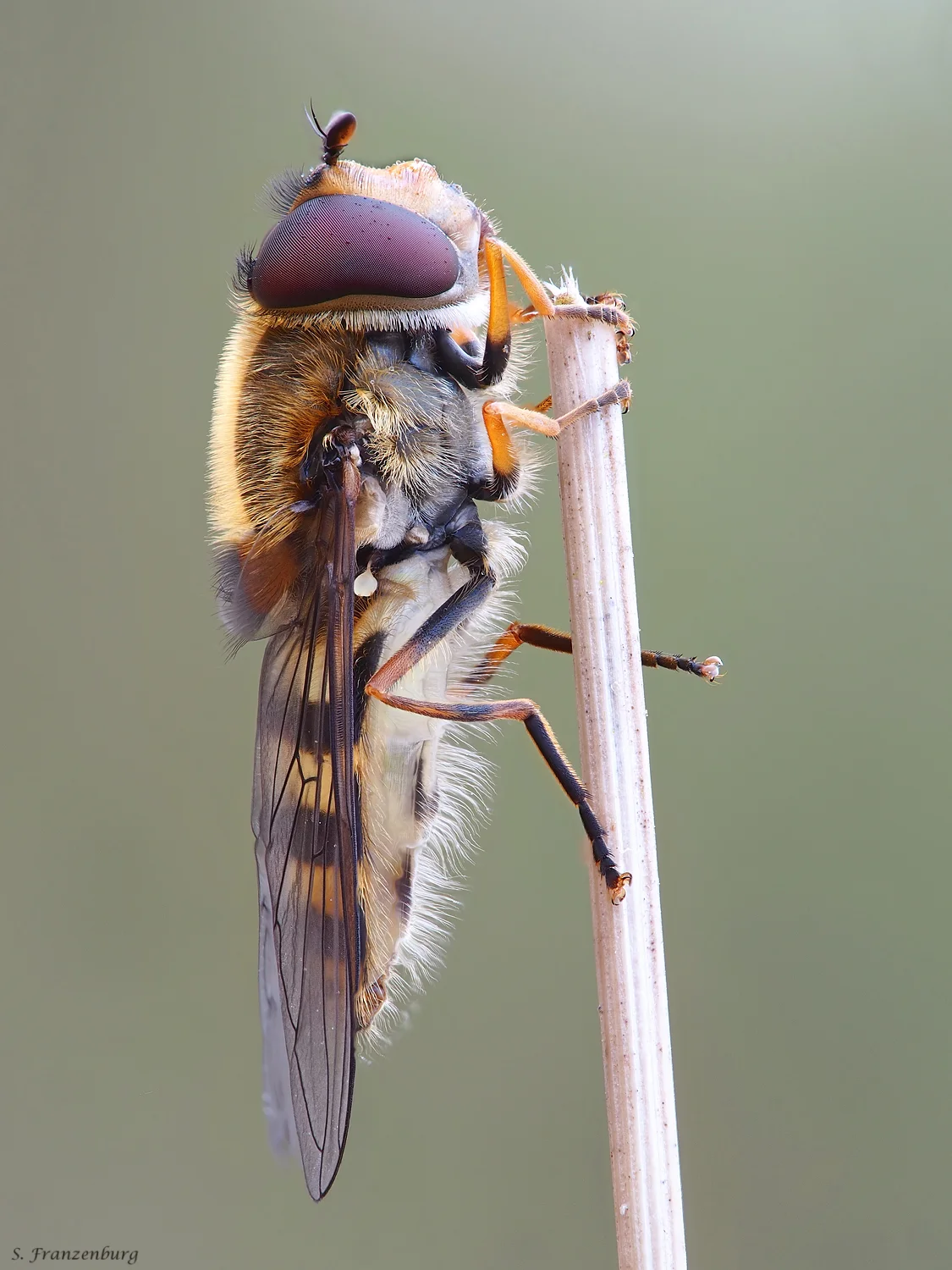Schwebfliege