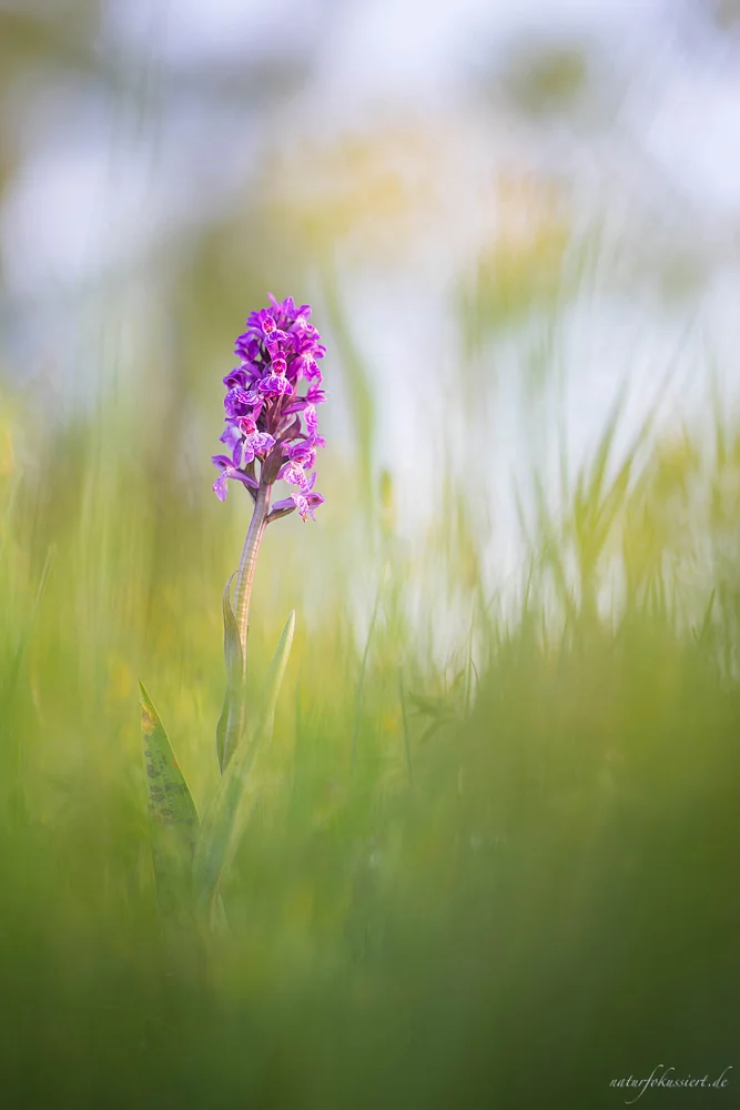 Dactylorhiza majalis